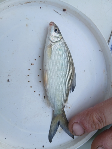 Chessa (Distichodus schenga) — Distichodontidae