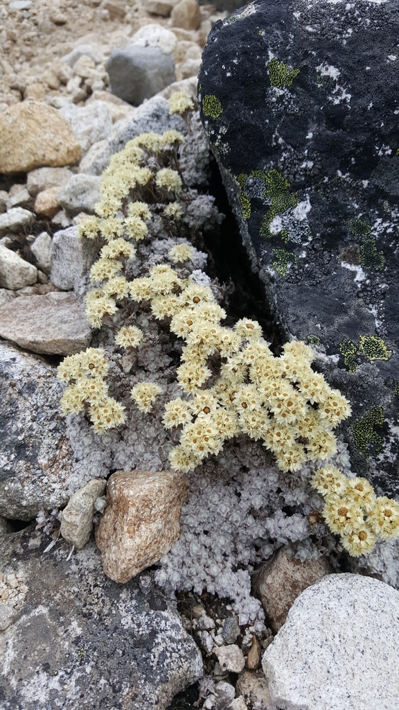 Anaphalis cavei