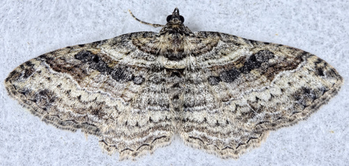 Bent-lined Carpet, New York, US, photo 6 of 10