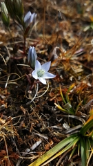 Lomatogonium carinthiacum