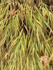 Hakonechloa