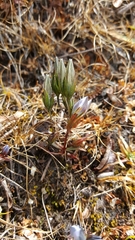 Lomatogonium carinthiacum