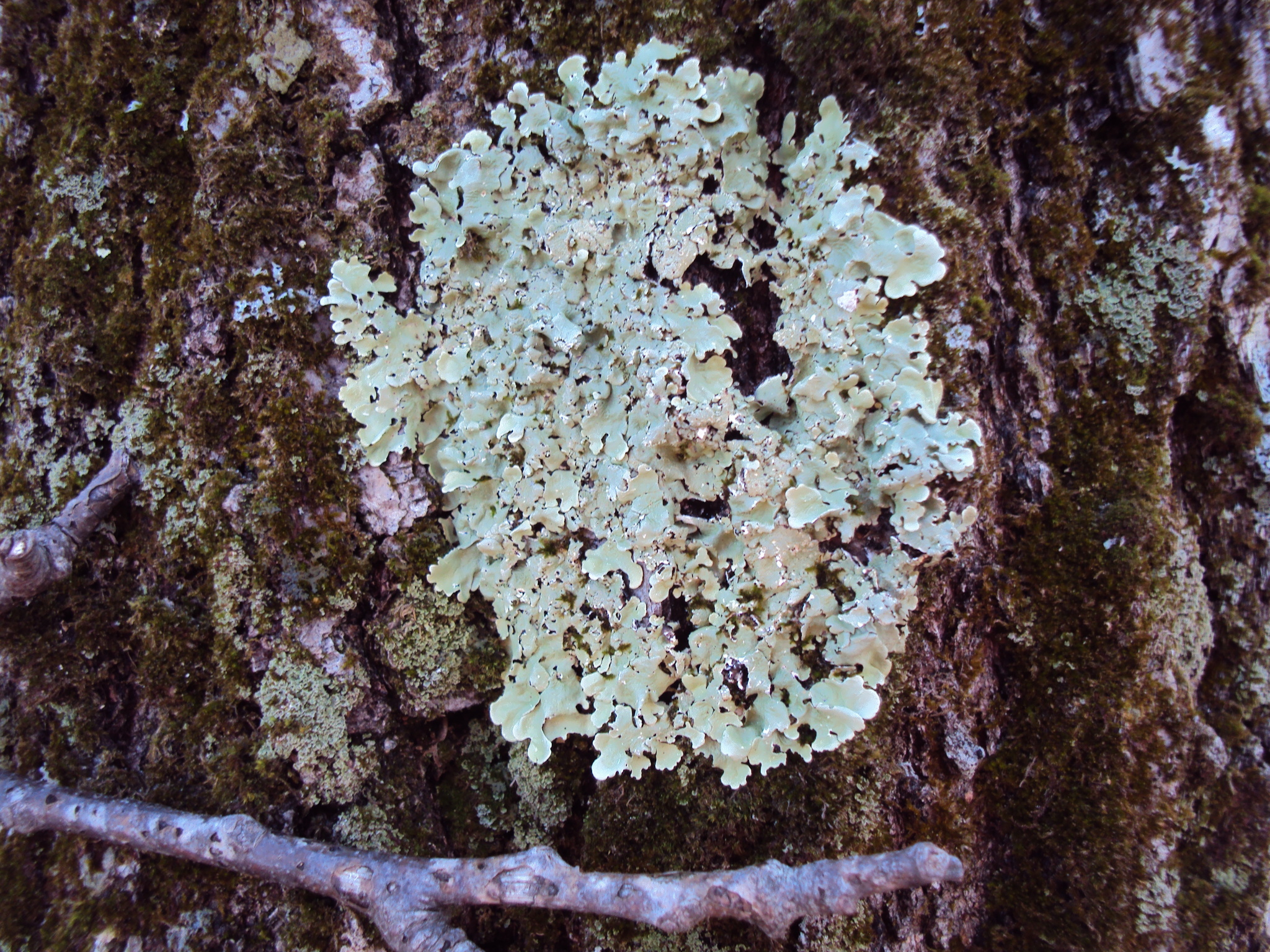 Flavoparmelia image