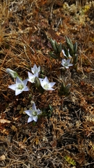 Lomatogonium carinthiacum