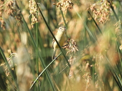 Polystictus pectoralis
