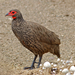 Swainson's Francolin - Photo (c) Bernard DUPONT, some rights reserved (CC BY-SA)