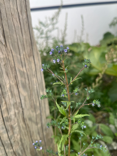 Amethystea caerulea iNat (3)