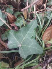 Hedera helix