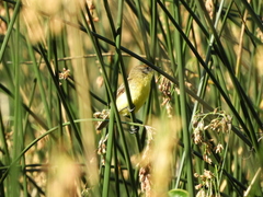 Pseudocolopteryx flaviventris