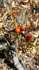 Hippophae tibetana