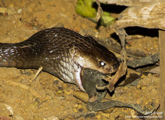Naja sputatrix