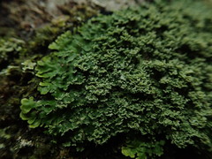 Pannaria minutiphylla
