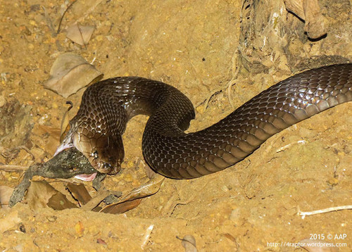 Photo of a Indonesian Cobra (Naja sputatrix)