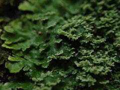 Pannaria minutiphylla