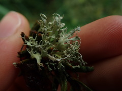 Ramalina unilateralis