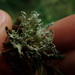Ramalina unilateralis - Photo (c) Marley Ford, some rights reserved (CC BY-NC), uploaded by Marley Ford