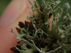 Ramalina unilateralis