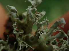 Ramalina unilateralis