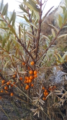 Hippophae tibetana