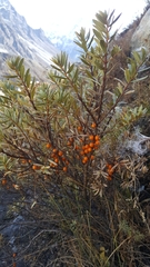 Hippophae tibetana