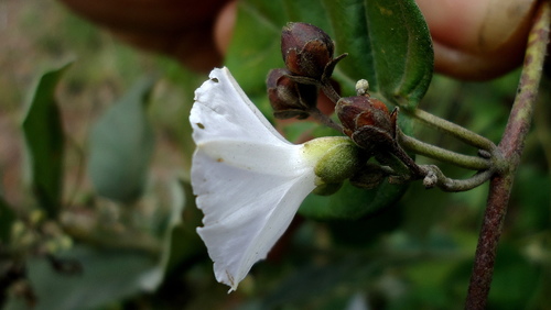 Jacquemontia holosericea