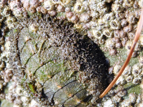 iNaturalist observation photo of Mossy Chiton