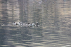 Phoenicopterus chilensis