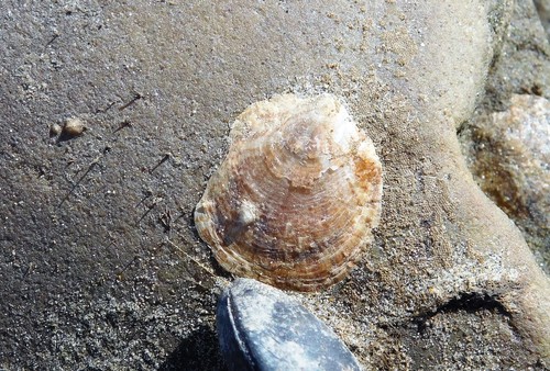 iNaturalist observation photo of True Oysters
