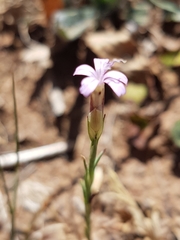 Petrorhagia prolifera
