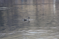 Phoenicopterus chilensis
