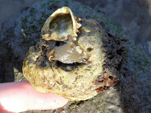 iNaturalist observation photo of Reversed Chama