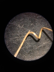 Aristida ramosissima