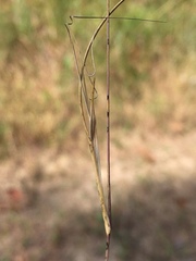Aristida ramosissima