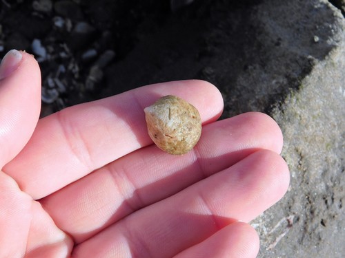 iNaturalist observation photo of Pacific Half-slipper Snail