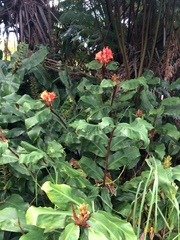 Hedychium greenii