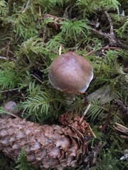 Cortinarius sordidemaculatus