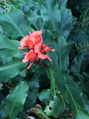 Hedychium greenii