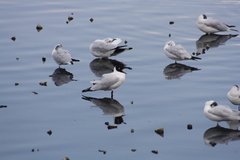 Chroicocephalus serranus