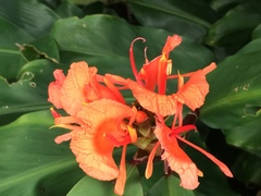 Hedychium greenii