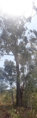 Eucalyptus pilularis