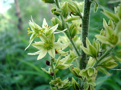 Veratrum oxysepalum