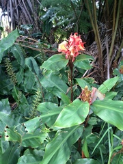 Hedychium greenii