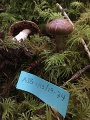 Cortinarius sordidemaculatus