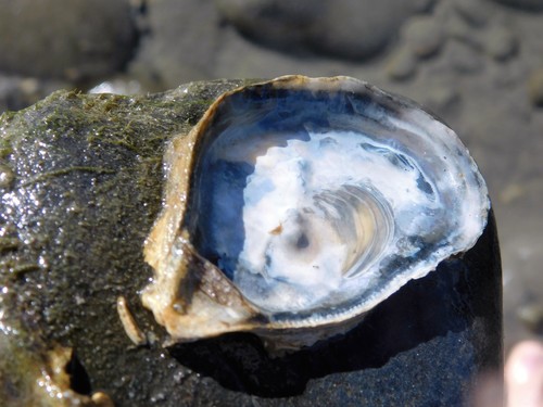 iNaturalist observation photo of True Oysters