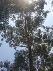 Eucalyptus pilularis