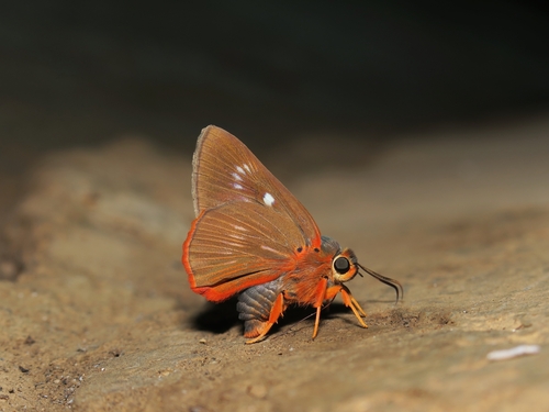 Common Orange Awlet