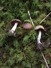 Cortinarius sordidemaculatus