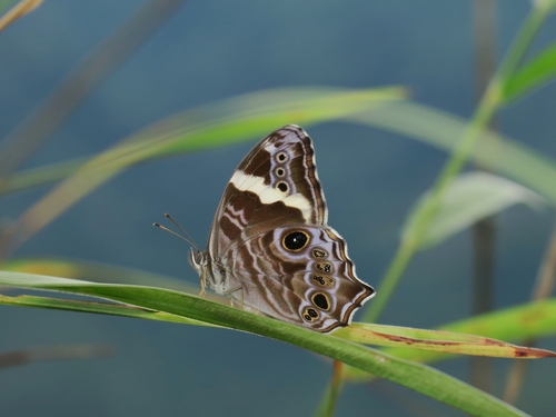 Common Treebrown
