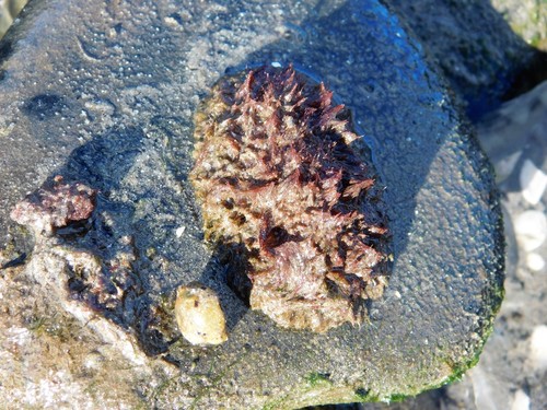iNaturalist observation photo of Mopalia