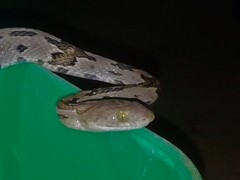 Trimorphodon biscutatus